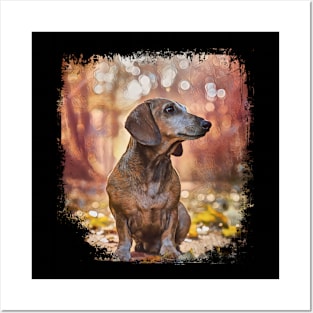 Dachshund In Evening Sunlight Posters and Art
